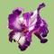 Beautiful graceful iris flower of white-purple color. Pistachio background. Isolate. Square image. Stamens and pistils. Base green