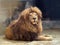 Beautiful graceful lion in captivity, view of a male lion in a zoo, nature reserves