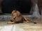 Beautiful graceful lion in captivity, view of a male lion in a zoo, nature reserves