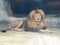 Beautiful graceful lion in captivity, view of a male lion in a zoo, nature reserves