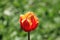 Beautiful and graceful lonely red-yellow tulip during the spring bloom