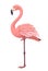 Beautiful graceful pink flamingo with lush plumage stands on one leg. Tropical bird vector illustration isolated on
