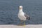 A beautiful, graceful seagull looks at the camera and poses as a fashion model. Portrait of a seagull on the seashore, close-up