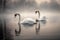 Beautiful Graceful Swans