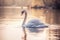 Beautiful Graceful Swans