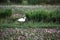 A beautiful graceful white Australian Egret walking in green grass