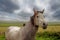 Beautiful gracious horse in a field behind fence. Gorgeous nature background with cloudy sky. Nobody. Selective focus. Equine