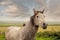 Beautiful gracious horse in a field behind fence. Gorgeous nature background with cloudy sky. Nobody. Selective focus. Equine