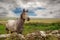 Beautiful gracious horse in a field behind fence. Gorgeous nature background with cloudy sky. Nobody. Selective focus. Equine