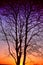 Beautiful graduated multicolor sunset silhouette of large tree