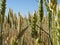 Beautiful grain field with large spikes of intense color