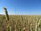 Beautiful grain field with large spikes of intense color