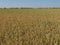 Beautiful grain field with large spikes of intense color