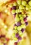 Beautiful grape background