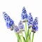 beautiful Grape Hyacinths flowers on white background generative AI