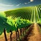 Beautiful grape plantation hills, trees, clouds against backdrop of mountains