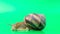 A beautiful grape snail Helix pomatia crawls on a green background and moves its antennae.