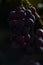 Beautiful grapes image. Bunches of ripe red wine grapes on vine branch.