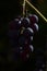 Beautiful grapes image. Bunches of ripe red wine grapes on vine branch.