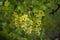 Beautiful grapes leaves in a vineyard, garden. white background, summer. sunny day. green grapes unripe, metal, copy space Fresh