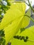 Beautiful grapes leaves in a vineyard. Vineyard background in summer