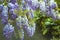 Beautiful grapes of purple wisteria above the water