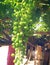 beautiful grapes and it\'s natural wallpaper .