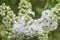 Beautiful grapes of white lilacs blooming