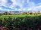 A beautiful grass driving range in Palm Springs, California, United States. The range is grass with flowers in the foreground