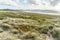 beautiful grass field on seashore on sunny evening, Rarawa beach,