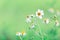 Beautiful Grass Flower Nature Green with blur background