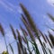 Beautiful Grass Flowers on the bright sky in the sunny Day