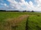 Beautiful grass growing in Maui Hawaii