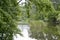 Beautiful grass swamp reed growing on shore reservoir