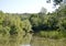 Beautiful grass swamp reed growing on shore reservoir