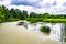 Beautiful grass swamp reed growing on shore reservoir in countryside