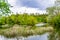 Beautiful grass swamp reed growing on shore reservoir in countryside