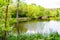 Beautiful grass swamp reed growing on shore reservoir in countryside