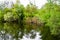 Beautiful grass swamp reed growing on shore reservoir in countryside