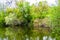 Beautiful grass swamp reed growing on shore reservoir in countryside