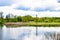 Beautiful grass swamp reed growing on shore reservoir in countryside