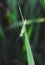 Beautiful grasshopper on the grass on a blurred background. Grasshopper macro view.
