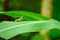 Beautiful grasshopper on a green leaf