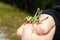 Beautiful grasshopper sitting on his hand