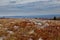 Beautiful grassland with rocks along Rocky Ridge Trail in Dolly Sods Wilderness in West Virginia