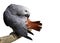 Beautiful Gray African Parrot cleaning feathers The smartest bi
