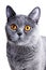 Beautiful gray British cat