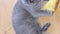 A beautiful gray British cat is playing with a soft toy on the floor. Vertical video