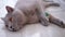 Beautiful Gray British Cat Plays with a Ball on Floor. Playful, Active Pet