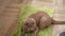 Beautiful Gray British Cat Plays with Ball on Floor, Sitting on Green Carpet